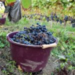 Vendanges 2025 – Le souffle du temps